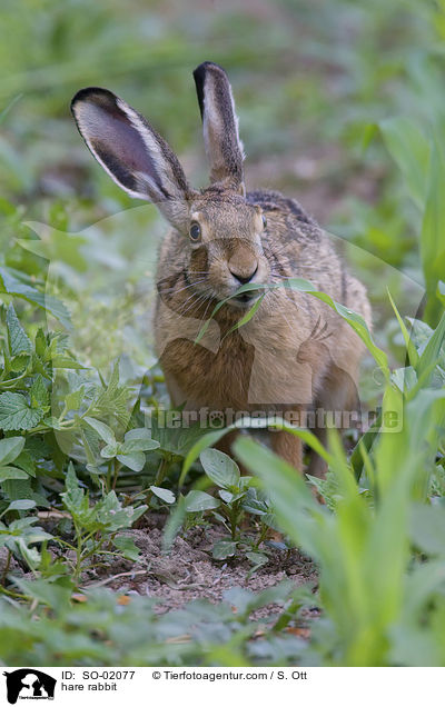 Feldhase / hare rabbit / SO-02077