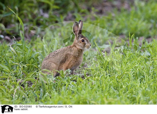 Feldhase / hare rabbit / SO-02080