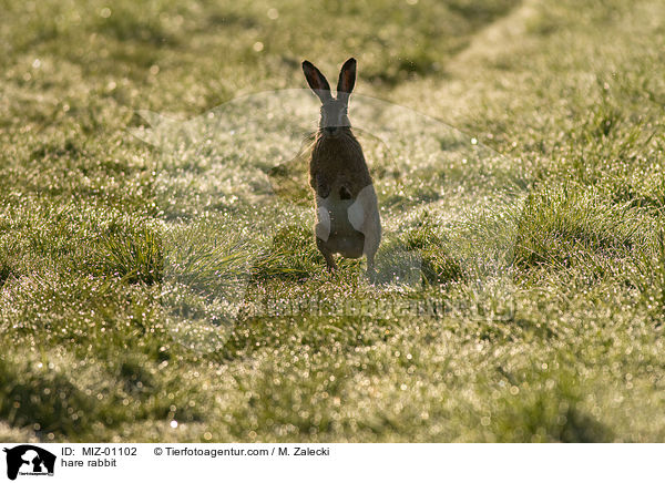 Feldhase / hare rabbit / MIZ-01102