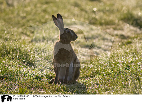 Feldhase / hare rabbit / MIZ-01103