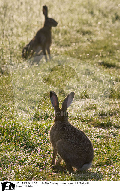 Feldhasen / hare rabbits / MIZ-01105
