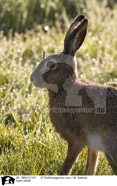 Feldhase / hare rabbit / MIZ-01107