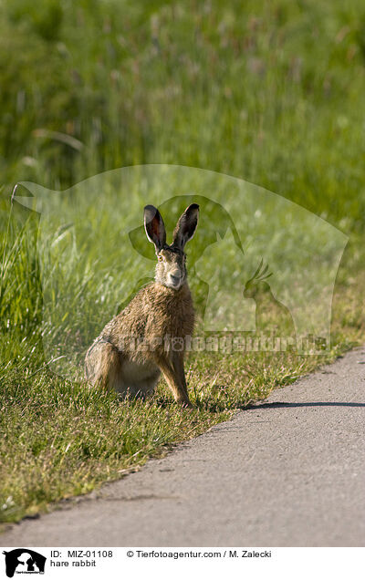hare rabbit / MIZ-01108