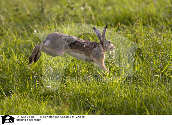 jumping hare rabbit / MIZ-01109