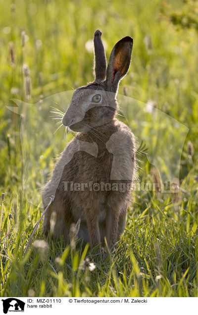 hare rabbit / MIZ-01110