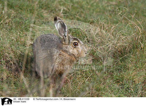 brown hare / HB-01339