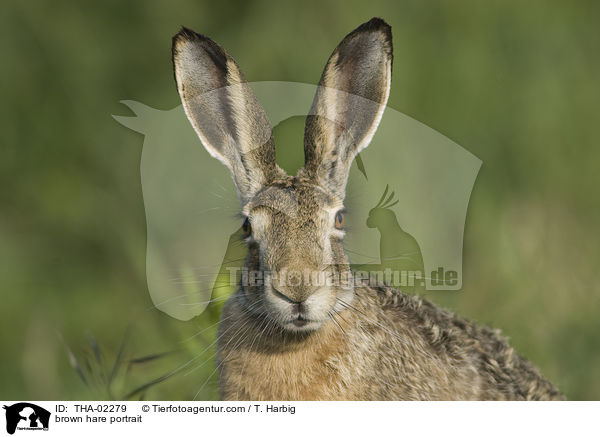 brown hare portrait / THA-02279