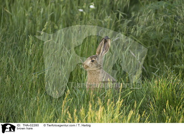 brown hare / THA-02280