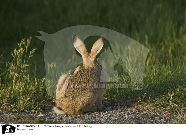Feldhase / brown hare / THA-02281