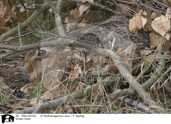 Feldhase / brown hare / THA-02332