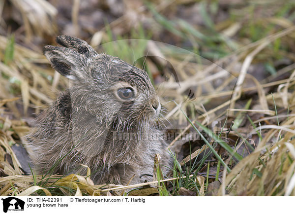 young brown hare / THA-02391