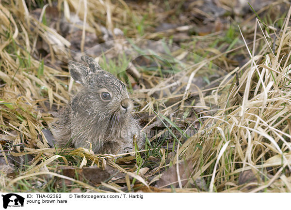 young brown hare / THA-02392
