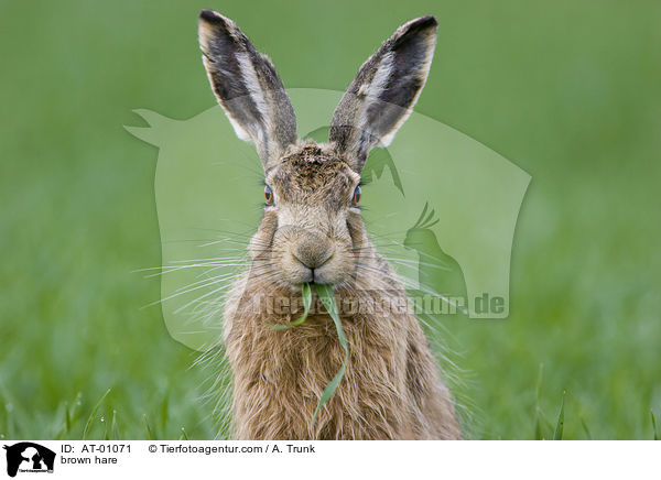 Feldhase / brown hare / AT-01071