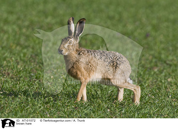 Feldhase / brown hare / AT-01072