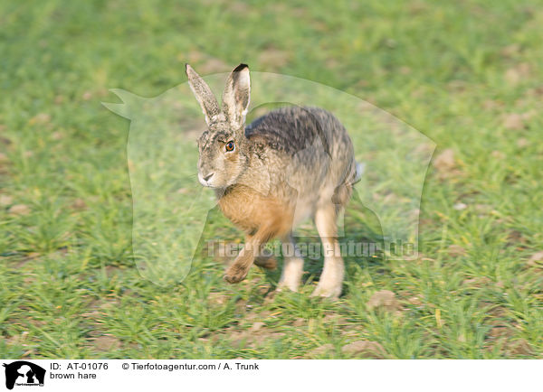 Feldhase / brown hare / AT-01076