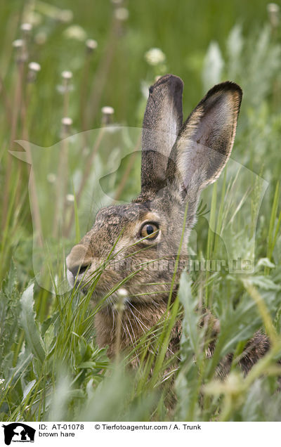 Feldhase / brown hare / AT-01078