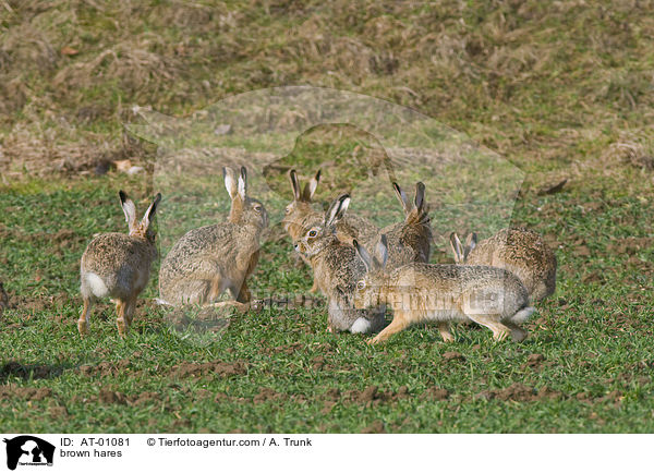 Feldhasen / brown hares / AT-01081