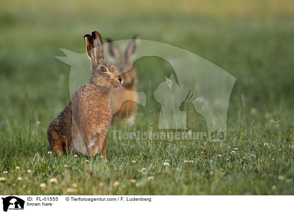 brown hare / FL-01555