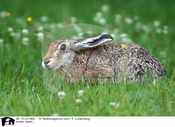 Feldhase / brown hares / FL-01583