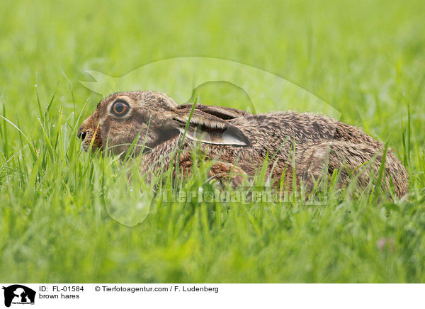 Feldhase / brown hares / FL-01584