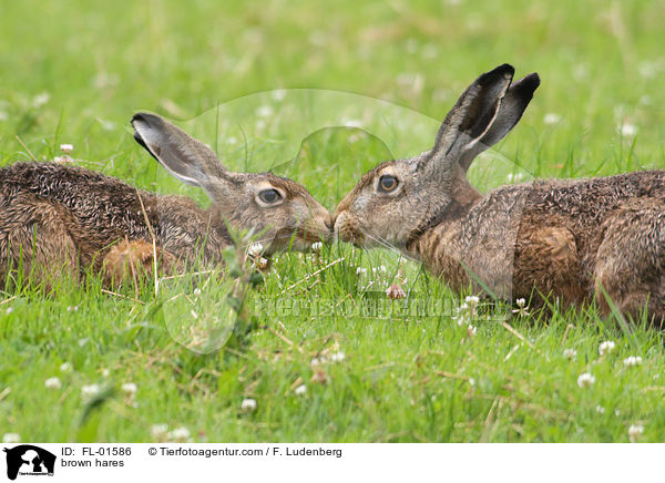 brown hares / FL-01586