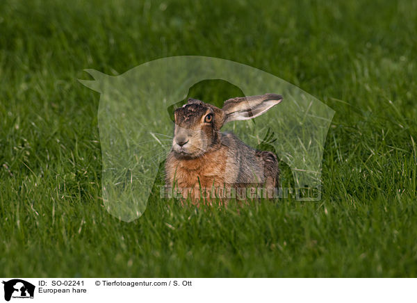 European hare / SO-02241
