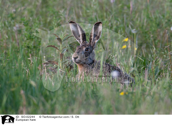 European hare / SO-02244