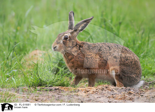 brown hare / FL-01681