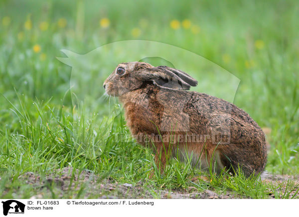 brown hare / FL-01683