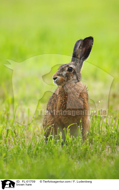 brown hare / FL-01709