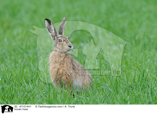 brown hare / AT-01441