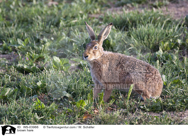 Feldhase / brown hare / WS-03966