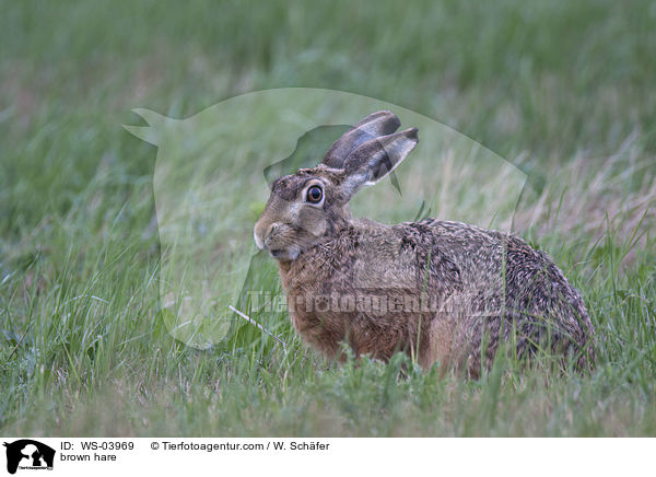 brown hare / WS-03969