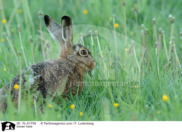 brown hare / FL-01759