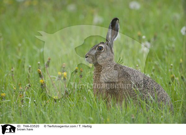 brown hare / THA-03520