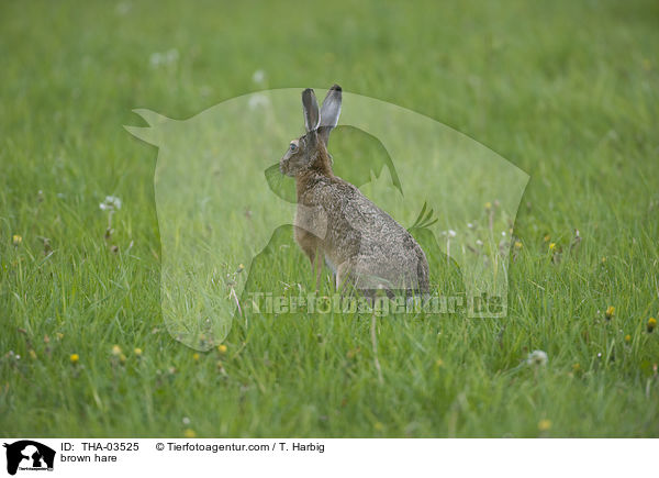 brown hare / THA-03525