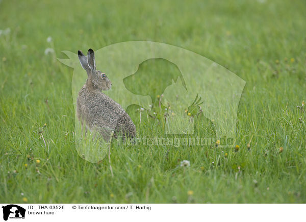 brown hare / THA-03526