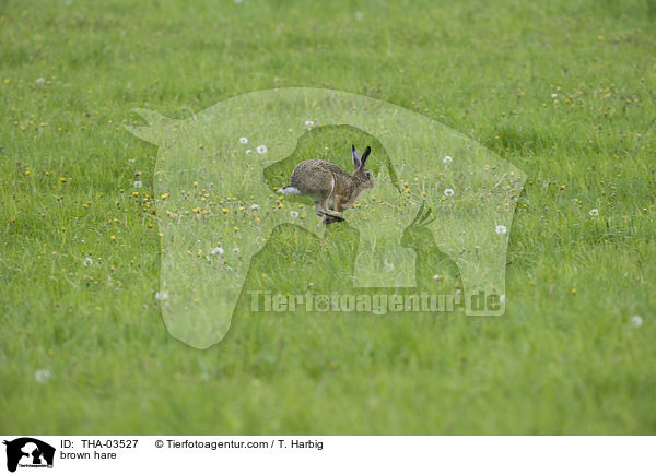 brown hare / THA-03527
