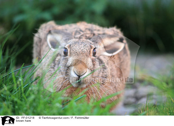 Feldhase / brown hare / FF-01218