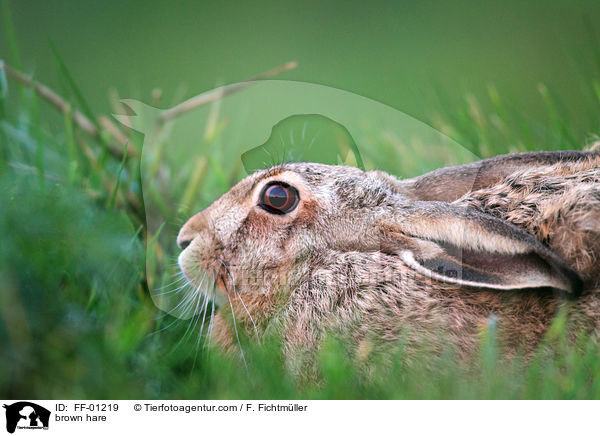 Feldhase / brown hare / FF-01219