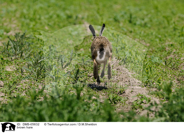 Feldhase / brown hare / DMS-05632