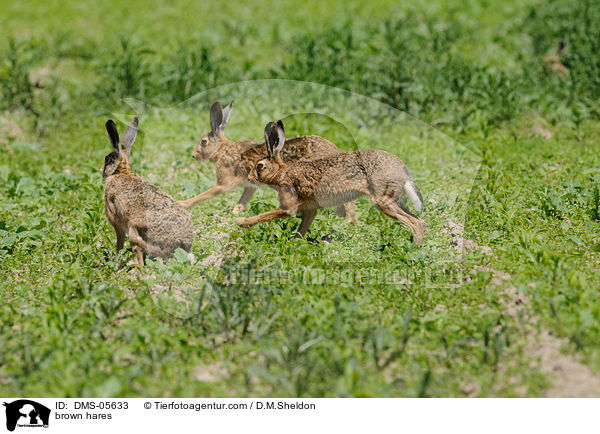 brown hares / DMS-05633