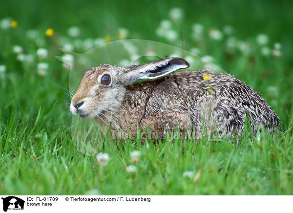 brown hare / FL-01789