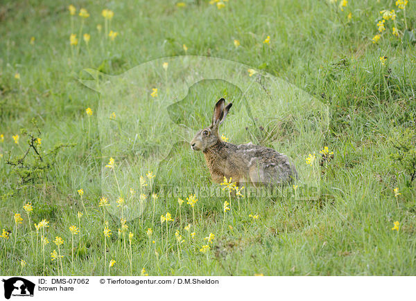 Feldhase / brown hare / DMS-07062