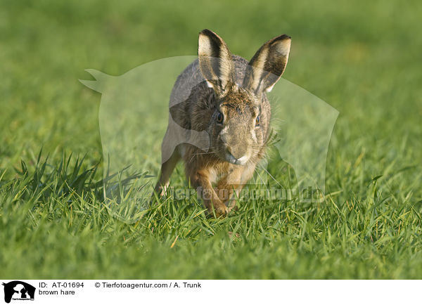 brown hare / AT-01694