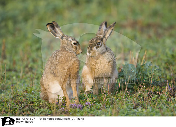 brown hares / AT-01697