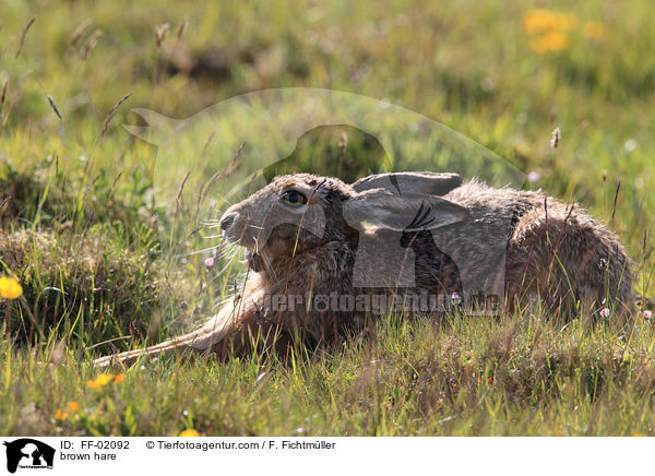 Feldhase / brown hare / FF-02092