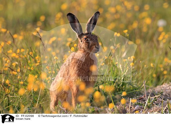 Feldhase / brown hare / FF-02098