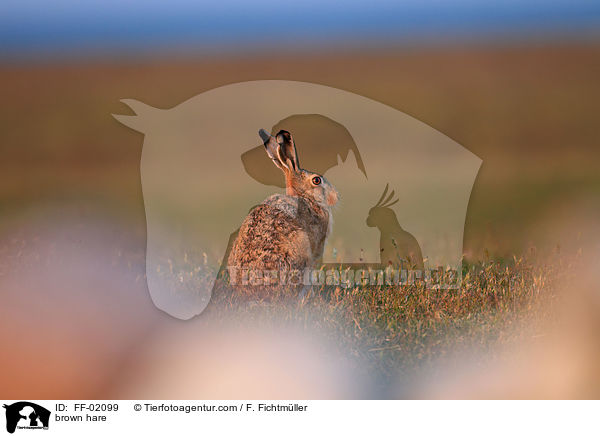 Feldhase / brown hare / FF-02099