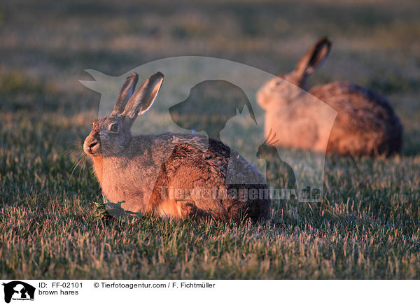 brown hares / FF-02101